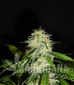 Lemon Bud - GREEN LABEL