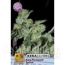 PINEAPPLE SATIVA - KERA SEEDS