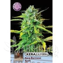 Burmese Kush - KERA SEEDS
