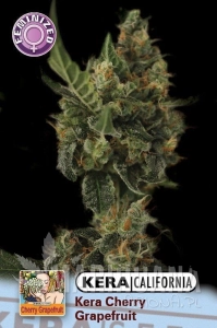 Cherry Grapefruit - KERA SEEDS