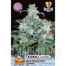 Amsterdam Cheese - KERA SEEDS