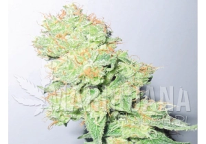 Y Griega CBD - MEDICAL SEEDS