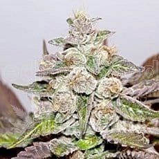 Mendocino X Purple Kush - MEDICAL SEEDS