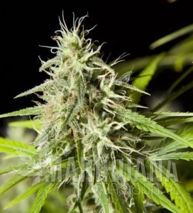 Easy Haze - PHILOSOPHER SEEDS