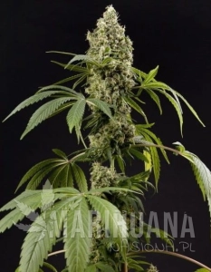 Guava Berry Kush - PHILOSOPHER SEEDS