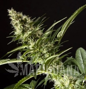 Orange Candy - PHILOSOPHER SEEDS