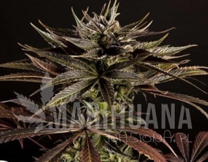 Spicy CBD - PHILOSOPHER SEEDS