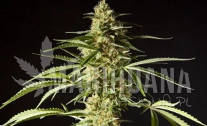 Philo Skunk - PHILOSOPHER SEEDS