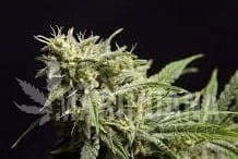 Fruity Jack - PHILOSOPHER SEEDS