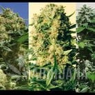 Indica Collector - POSITRONICS