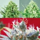 Sativa Collector - POSITRONICS