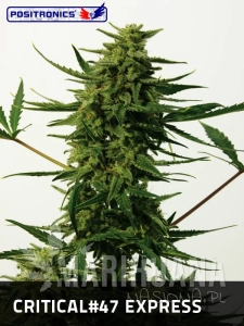 Critical 47 Express - POSITRONICS
