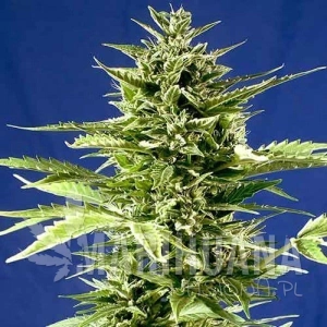 Jack Diesel Express - POSITRONICS