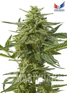 Northern Haze Express - POSITRONICS