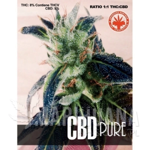 CBD Pure - PURE SEEDS