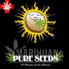 Collector Auto - PURE SEEDS