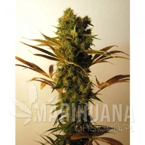 Hammershark - RESIN SEEDS