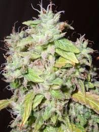 Sour P - RESIN SEEDS