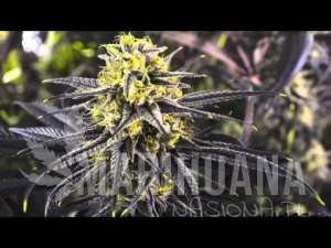 Zombie Kush - RIPPER SEEDS