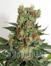 Fuel OG - RIPPER SEEDS