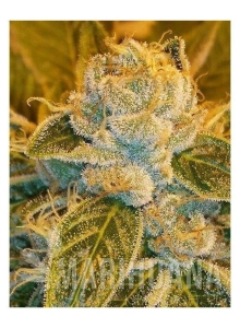 Sour Ripper - RIPPER SEEDS
