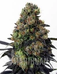 Acid Dough - RIPPER SEEDS