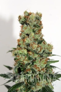 Ripper Badazz - RIPPER SEEDS