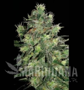 Midnight Blue - SAGARMATHA