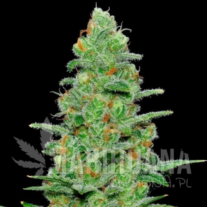 Crazy Miss Hyde Auto - SAMSARA