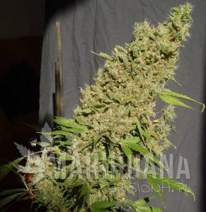 CBD Chronic - SERIOUS SEEDS