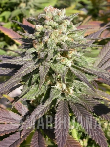 CBD Enriched Warlock - SERIOUS SEEDS
