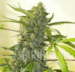 Serious Happiness - SERIOUS SEEDS