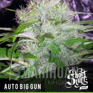 Auto Big Gun - SHORT STUFF SEEDBANK