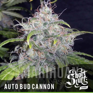 Auto Bud Cannon - SHORT STUFF SEEDBANK