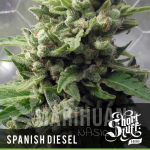 Auto Spanish Diesel - SHORT STUFF SEEDBANK