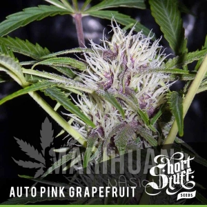 Auto Pink Grapefruit - SHORT STUFF SEEDBANK