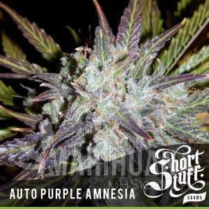 Auto Purple Amnesia - SHORT STUFF SEEDBANK