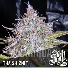 Auto Tha Shiznit - SHORT STUFF SEEDBANK