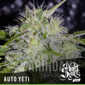 Auto Yeti - SHORT STUFF SEEDBANK