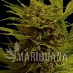 Somantra - SOMA SEEDS
