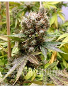 Somalicious - SOMA SEEDS