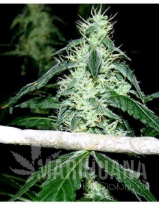 Hash Heaven - SOMA SEEDS