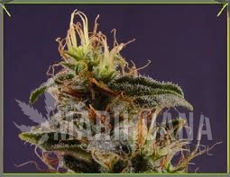 G13 x N.Y.C. Diesel - SOMA SEEDS