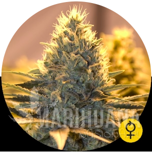 Jack Herer Auto - THE BULLDOG SEEDS