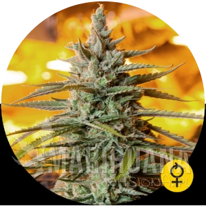 Northern Light Auto - THE BULLDOG SEEDS