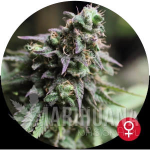 Blue Dream - THE BULLDOG SEEDS