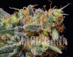 Caramelicious - THE BULLDOG SEEDS