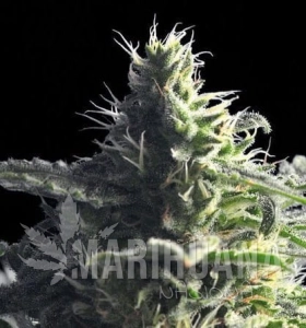 Mataro Blue - THE BULLDOG SEEDS