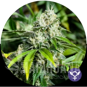 White Widow Xtrm - THE BULLDOG SEEDS