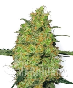 Master Kush - WHITE LABEL